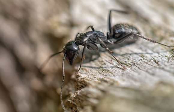 macro di una formiche infestante che può essere uccisa con prodotti Newpharm
