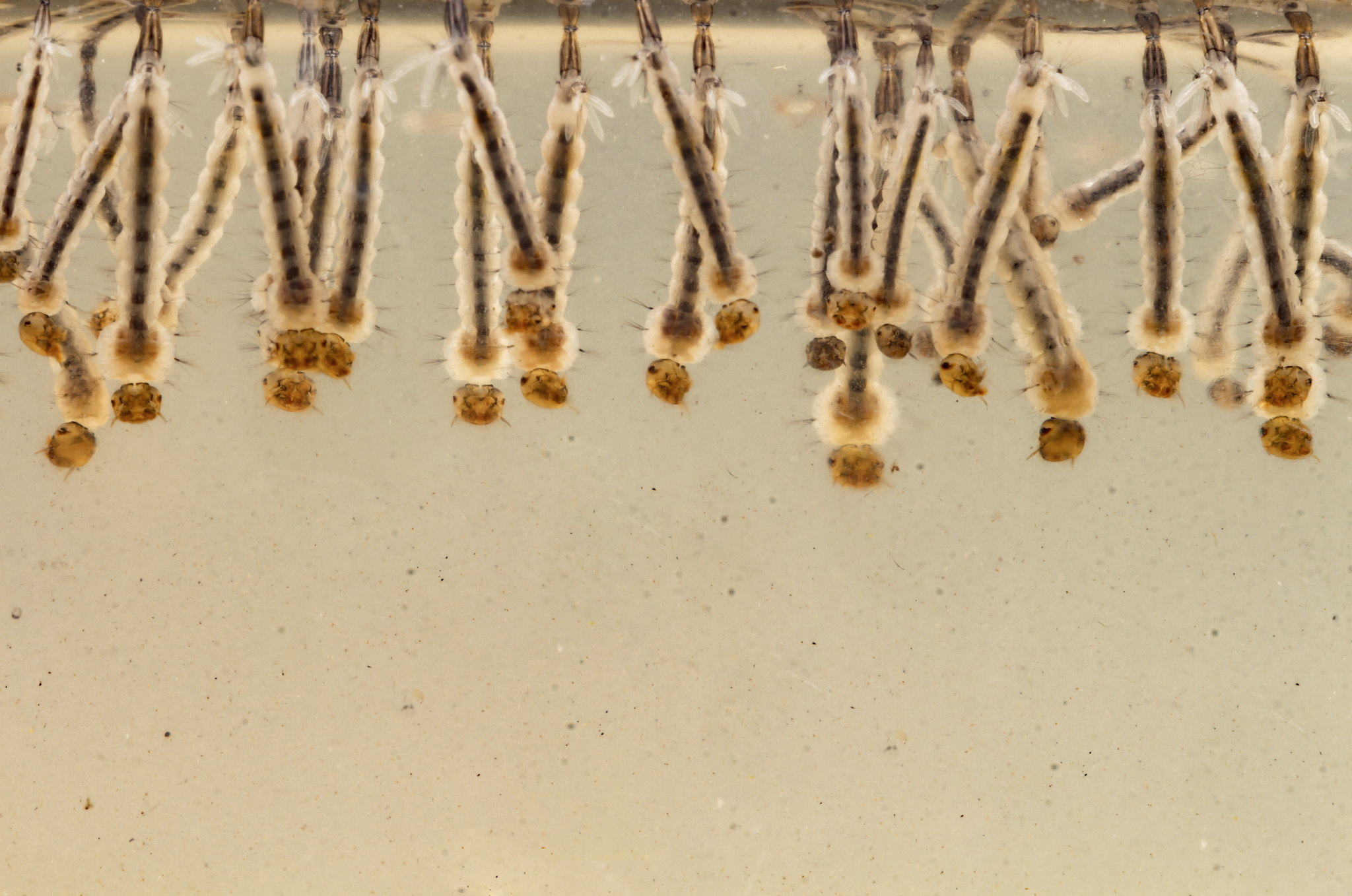 larve di zanzara che possono essere contrastate con prodotti insetticidi newpharm