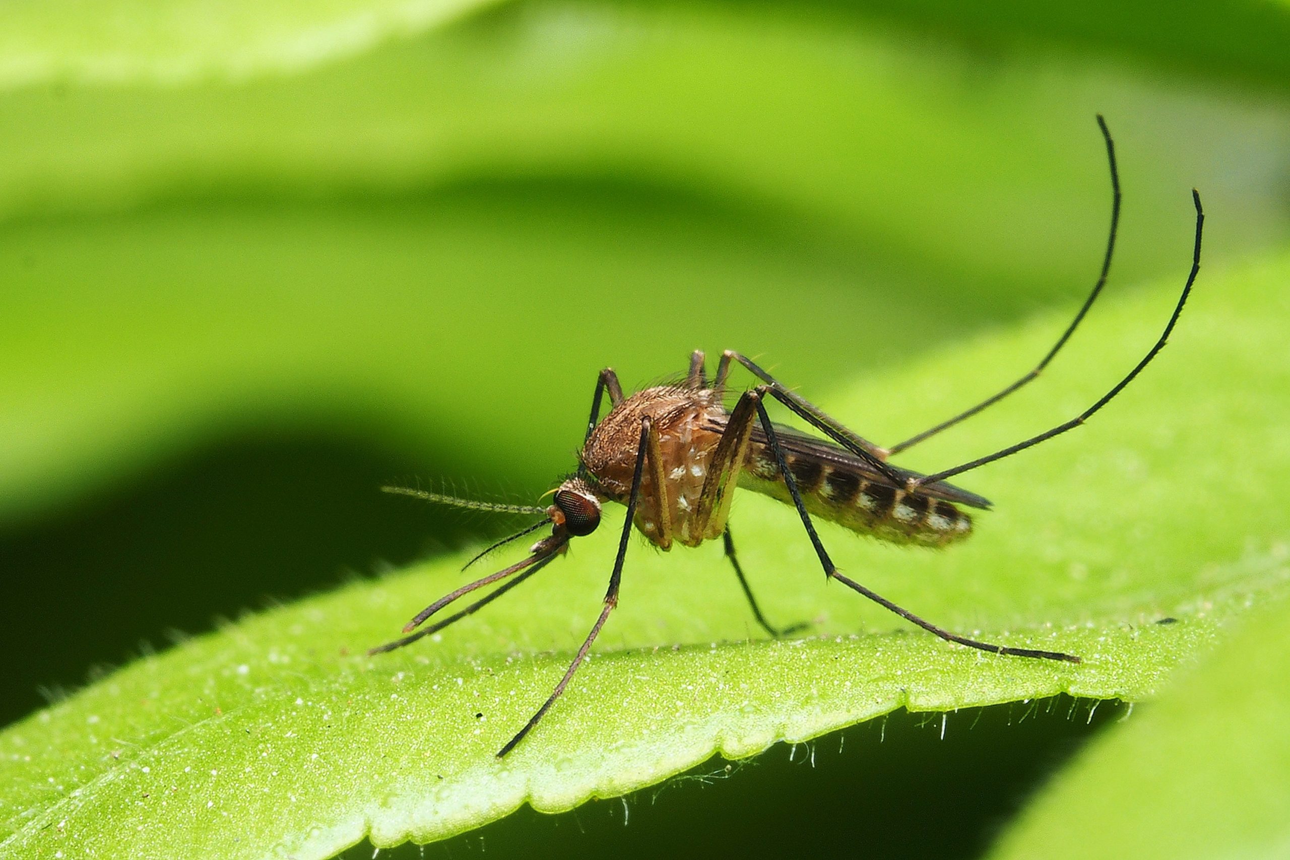 L'innovazione degli anti-zanzare arriva dalla natura