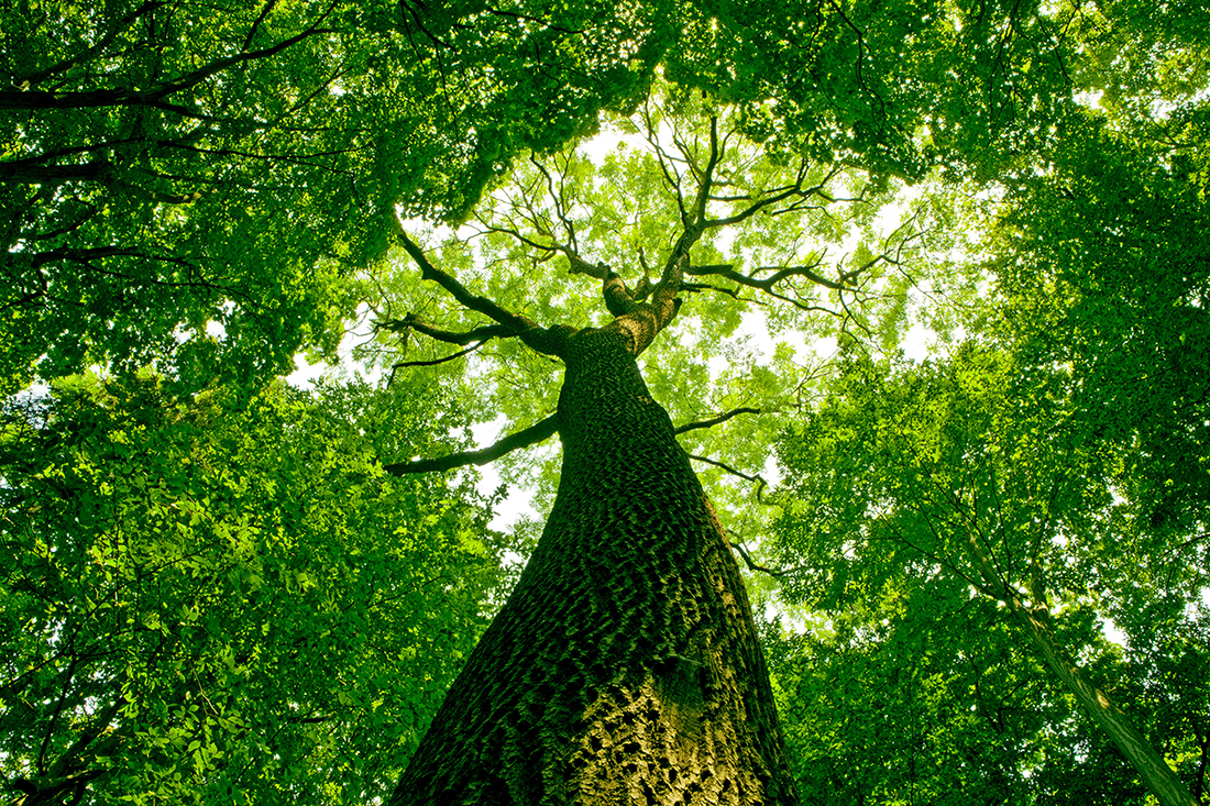 Albero che esprime il basso impatto ecologico della tecnologia SPRING di Newpharm