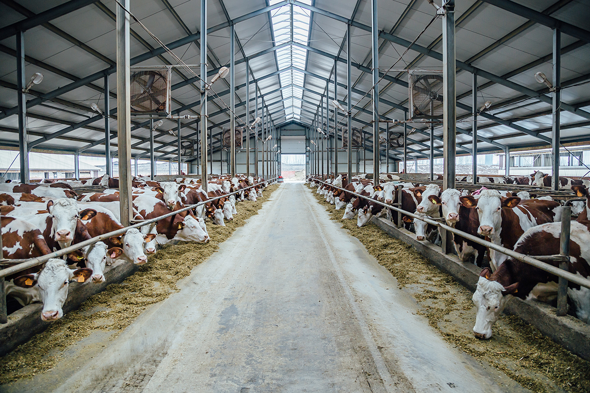 soluzioni per controllo mosche in allevamento