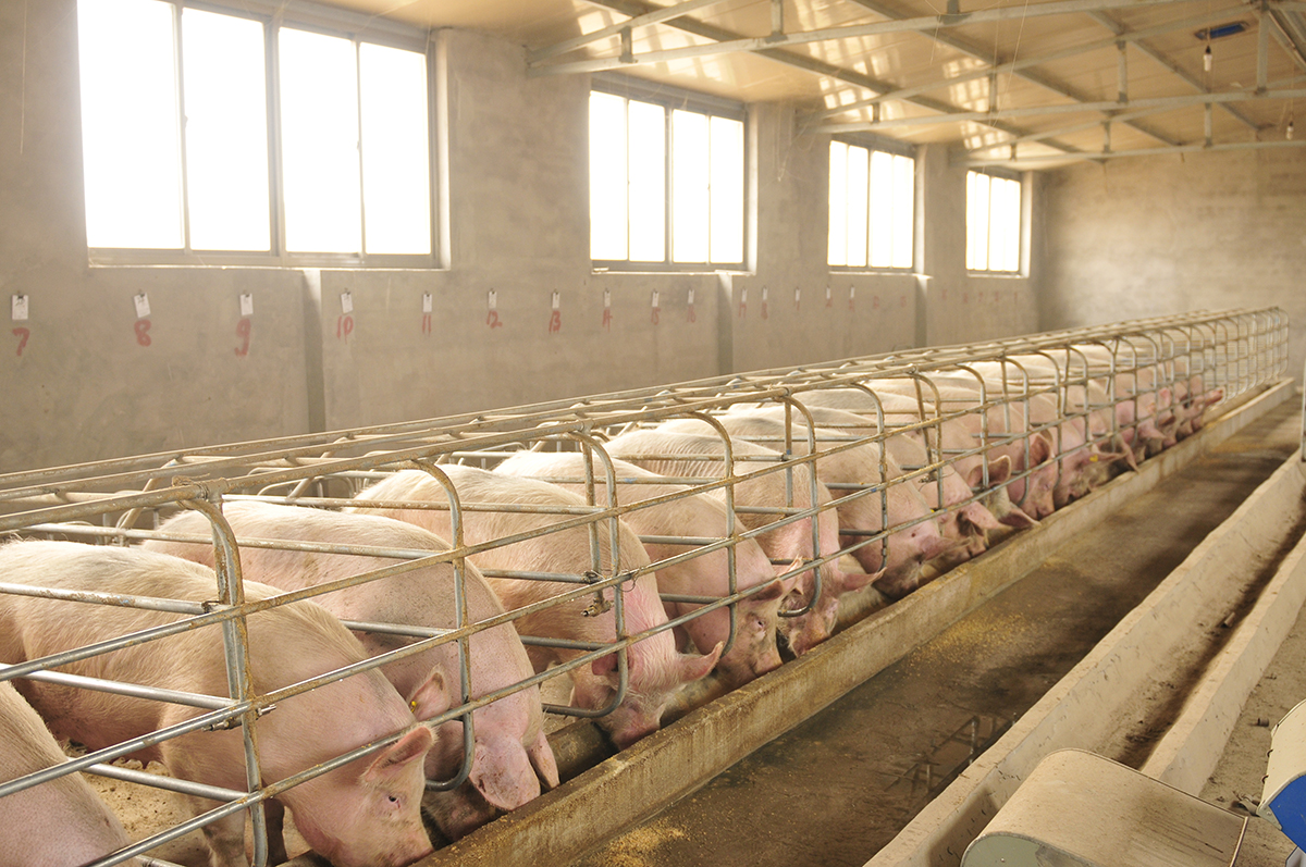 allevamento di suini protetto da mosche ed altri insetti infestanti