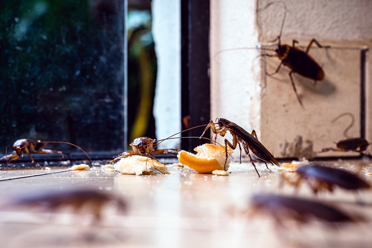 scarafaggi e blatte invadono industria alimentare