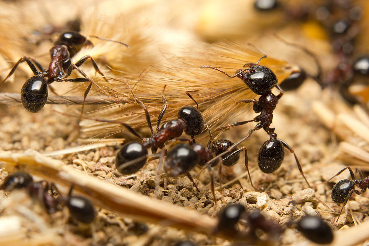 colonia di formiche da contrastare con insetticidi sicuri e mirati della Newpharm