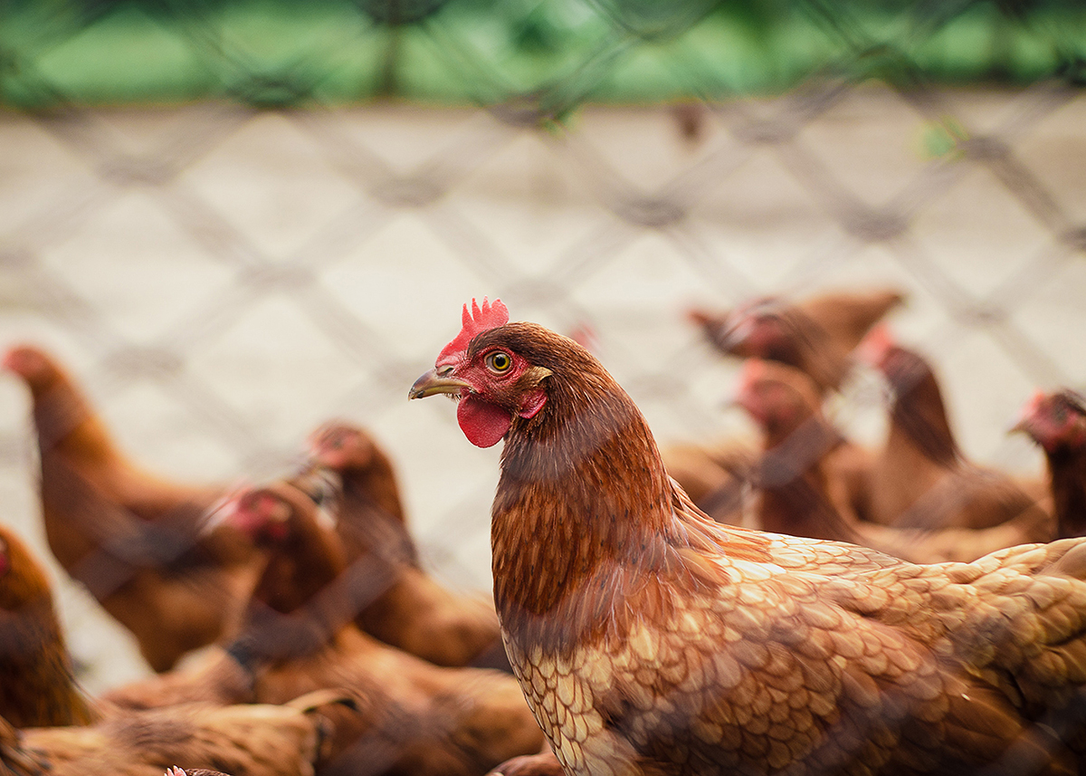 polli in allevamento protetti da mosche ed acaro rosso con prodotti newpharm