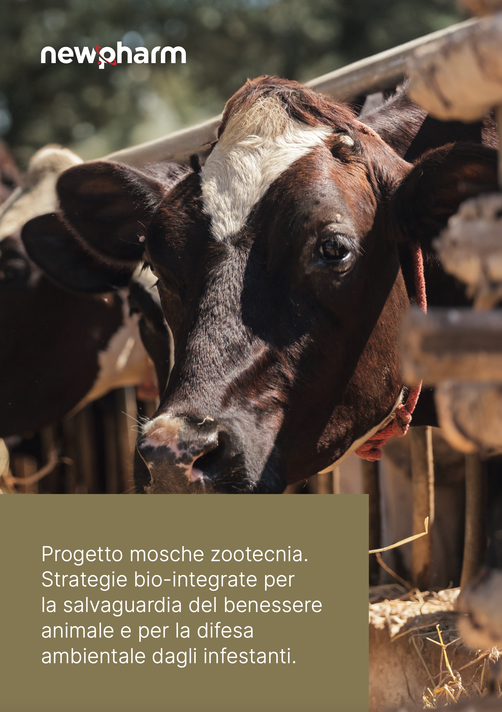 Progetto mosche zootecnia