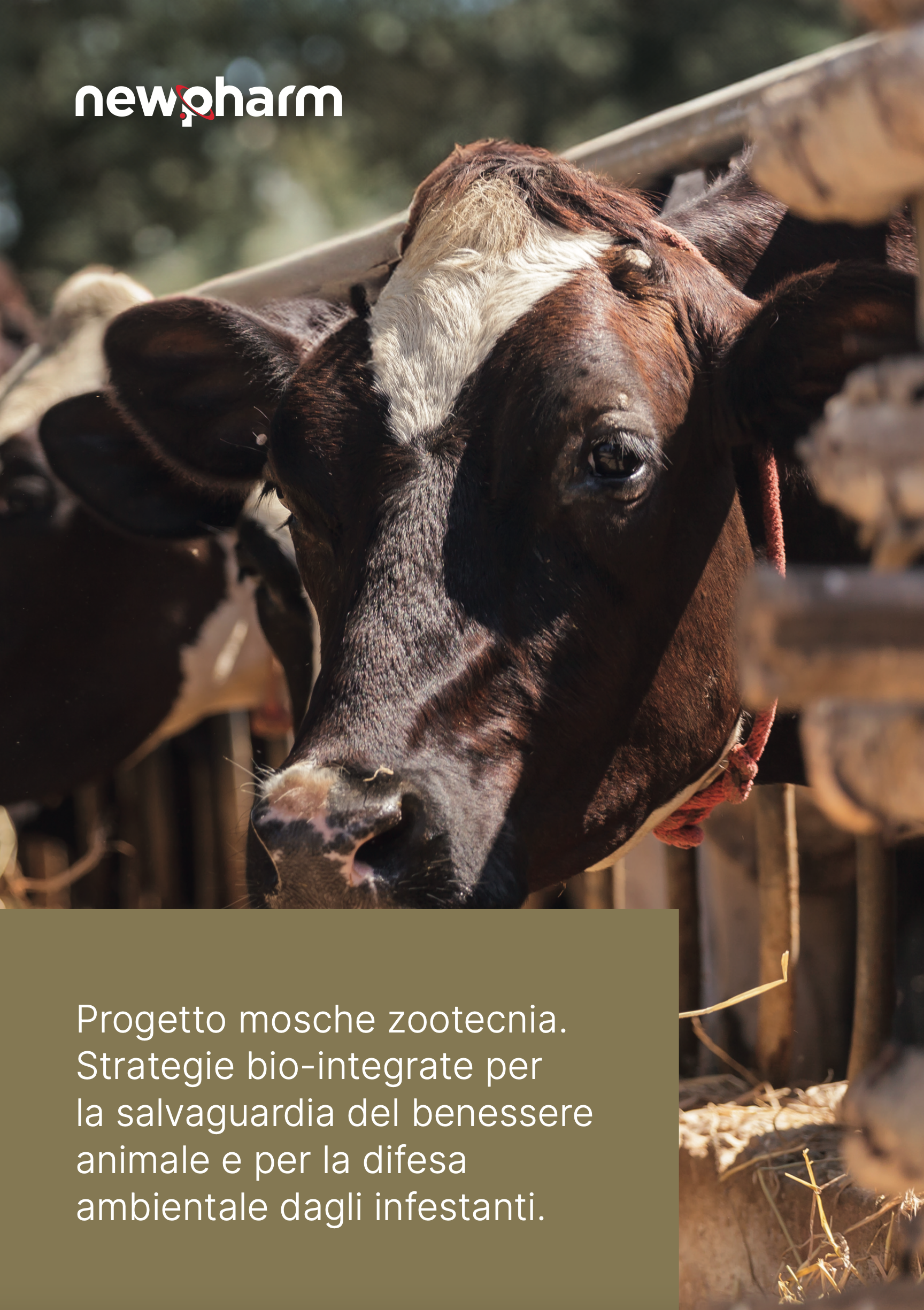 Progetto mosche zootecnia 2024